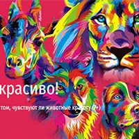 Это зверски красиво. Чувствуют ли животные красоту