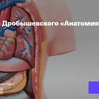 Анатомия человека. Лекция 5. Миология: мышцы