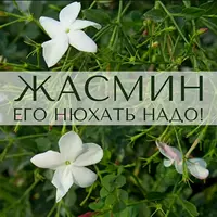 Жасмин: его нюхать надо!