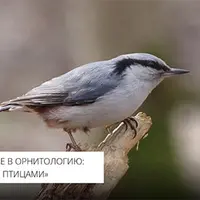 Введение в орнитологию: знакомство с птицами. Лекция 5. Систематический обзор птиц: воробьинообразные