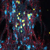 Биология стресса. Лекция 3: Хронический стресс