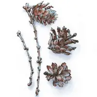 Сосновая шишка