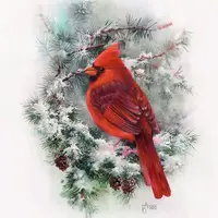 Красный кардинал