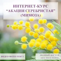 Акация серебристая (мимоза)