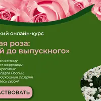 Садовая роза: от яслей до выпускного