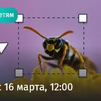 Тайны мира насекомых