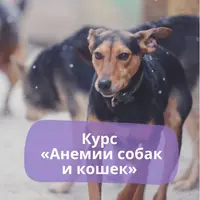 Анемии собак и кошек