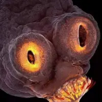 Как стать паразитом?