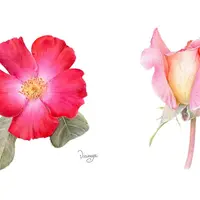 Розовый февраль