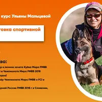 Базовая подготовка спортивной собаки