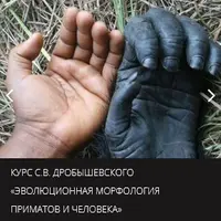 Эволюционная морфология приматов и человека: Пояс верхних конечностей, мускулатура, локомоция