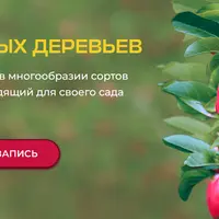 Сорта плодовых деревьев