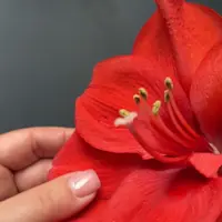 Амариллисы