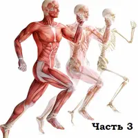 Нейтральность, осанка и мышечно-скелетные асимметрии. Часть 3. Релаксация. Работа с вниманием и ощущениями