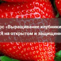 Выращивание клубники. Все от А до Я на открытом и защищенном грунте