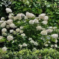 Мир Гортензий