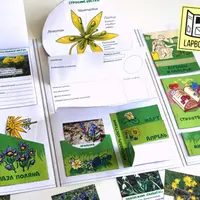 Шаблон лэпбука Первоцветы