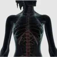 Торчащие ребра: биомеханика, тестирование и коррекция