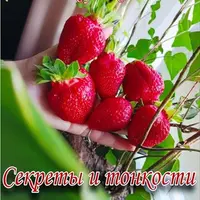Гайд по выращиванию клубники