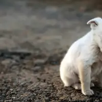 Проблема жестокого обращения с животными у детей. Воспитание человечности в детях