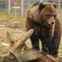 Центры реабилитации диких животных в России