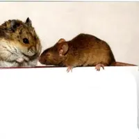 Умеют ли животные разговаривать?