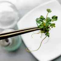 Микроклональное размножение растений