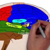 Влияние стресса на формирование психологической и психосоматической проблематики