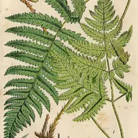 Но для начала – зелень!