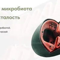 БИО-алгоритмы: микробиота и хроническая усталость