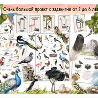 Большой проект Птицы