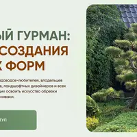 Сосновый гурман: рецепты создания изящных форм