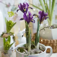 Ирис сетчатый Интерстеллар