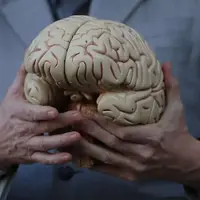 Мозг. Лекция курса «Эволюционная морфология приматов и человека»