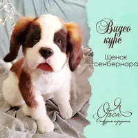 Щенок сенбернара