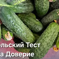Сумки. Июльский тест на доверие
