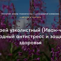 Кипрей узколистный (Иван-чай): природный антистресс и защитник здоровья