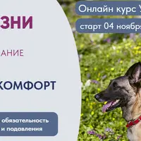 Стиль жизни или бытовое послушание