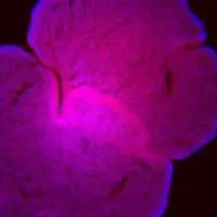 Взаимопомощь как фактор эволюции