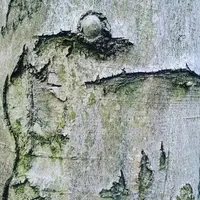 Здравствуй, дерево