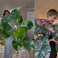 Экспедиции в мир комнатных растений