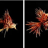 Монстрология