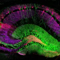 Окна памяти: нейробиология воспоминаний