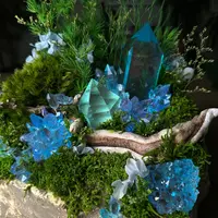 Фито-ночник Сказочный лес