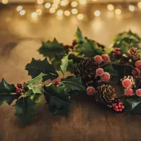 Рождественские растения. Маркетинг, миф, паразиты и кактусы