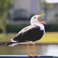 Итоги 2025 года в зоологии позвоночных