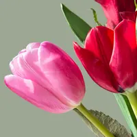 Тюльпаны в студию: сценарий праздника