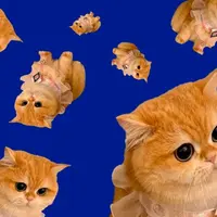 Почему котики красивые