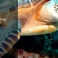 Морская черепаха