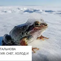 Зимняя экология: снег, холод и тепло
